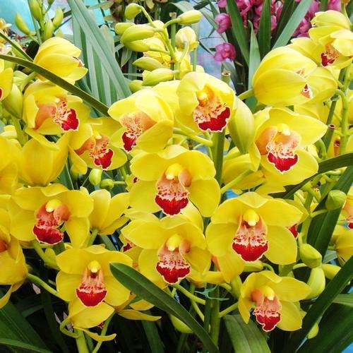 怎么加快青州花卉产业的转型升级