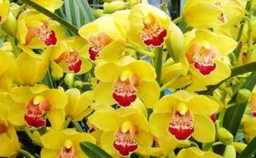 怎么加快青州花卉产业的转型升级