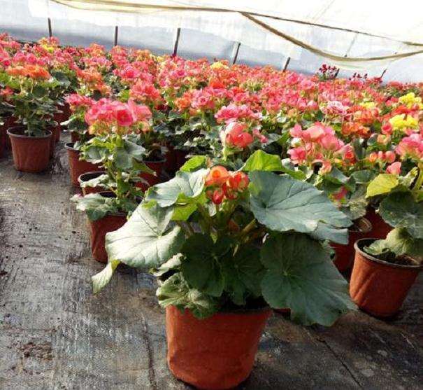 怎么培育青州花卉龙头企业的4个方法