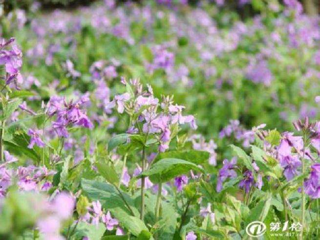 怎么提高青州花农的技术水平和创新能力