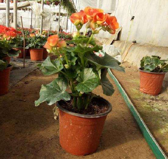 青州市盆栽花卉产业发展的物流现状