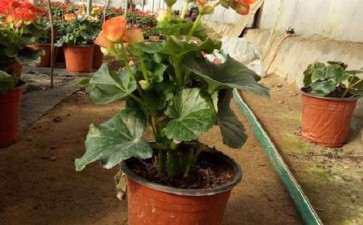 青州市盆栽花卉产业发展的物流现状