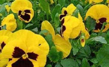 青州市盆栽花卉产业发展存在的4个问题