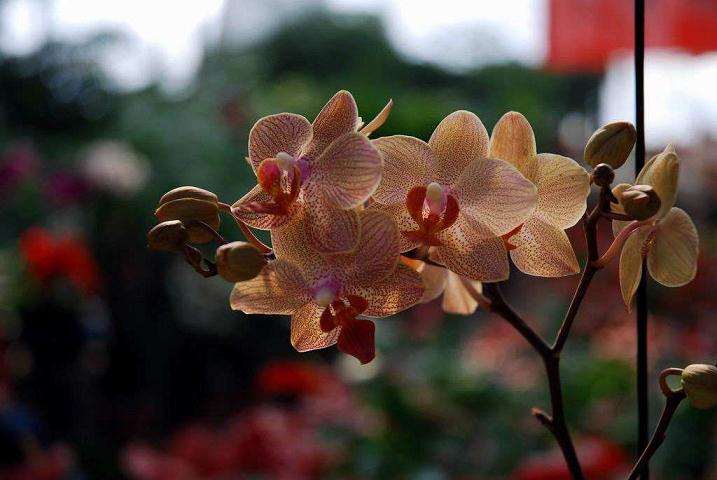2019年11月郑州盆花呈缓慢上涨趋势