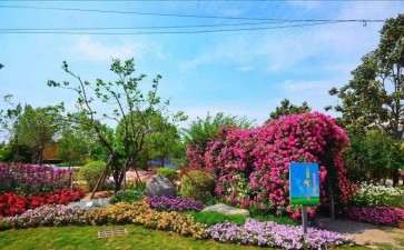 2019年10月青州花卉环比上涨10%