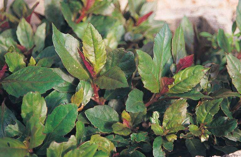 2019年10月台北花卉市场盆花行情