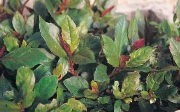 2019年10月台北花卉市场盆花行情