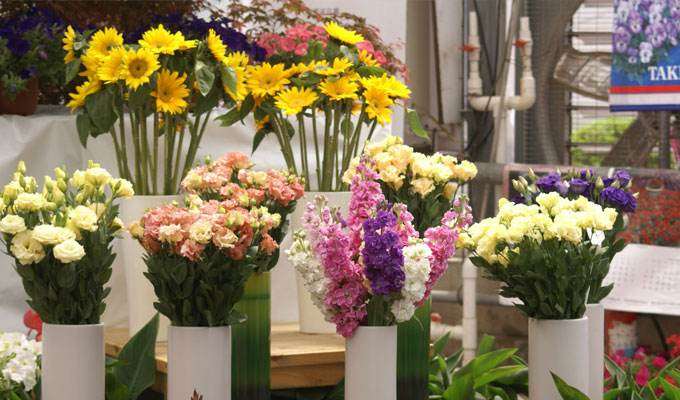 2019年11月上海切花市场行情