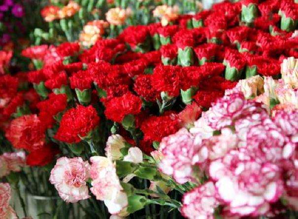2019年11月 广州鲜切花整体价格保持平稳