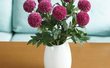 2019年11月北方切花市场进入销售淡季