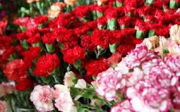 2019年11月云南花卉价格大幅上涨