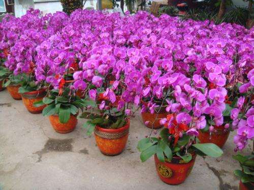 2020年 你会消费年宵花吗