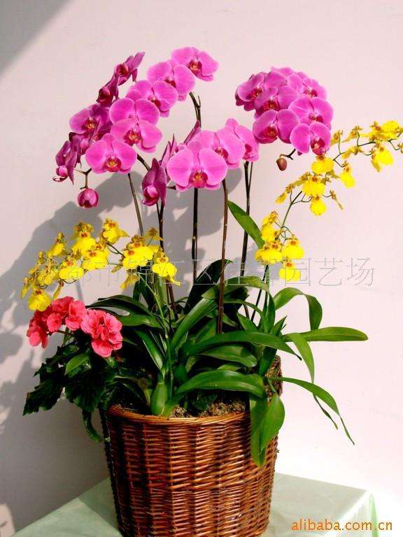 2020年 你会消费年宵花吗