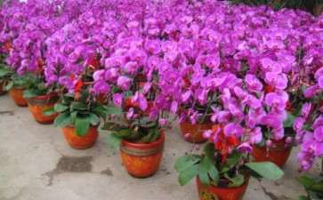 2020年 你会消费年宵花吗