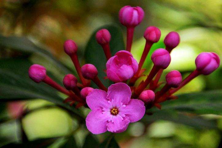 2019年10月云南花卉拍卖交易行情