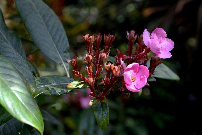 2019年10月云南花卉拍卖交易行情