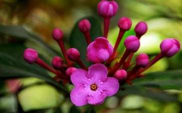 2019年10月云南花卉拍卖交易行情