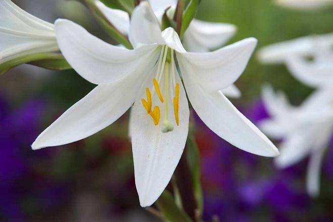 百合籽球怎么种植的方法