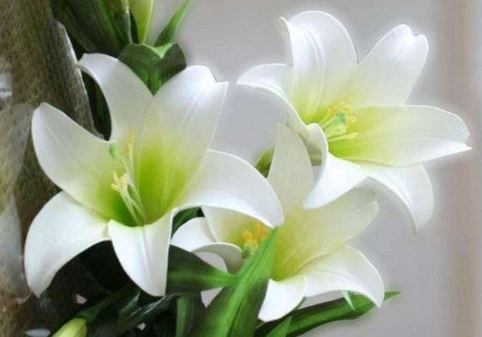 百合籽球怎么种植的方法