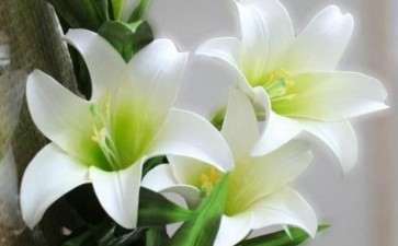 百合籽球怎么种植的方法