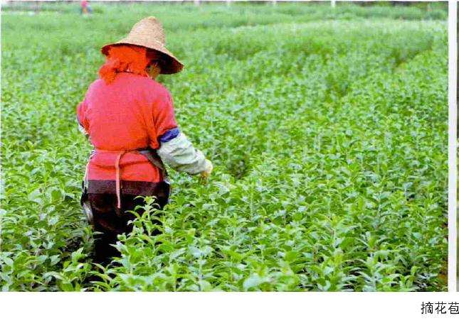 百合种球生长期怎么管理的方法