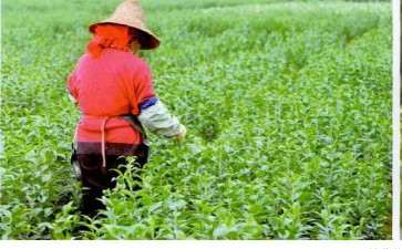 百合种球生长期怎么管理的方法