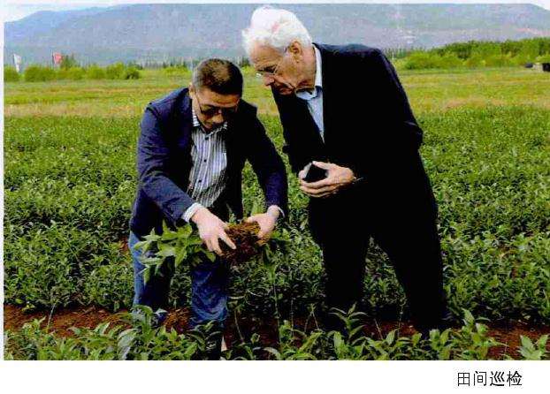 百合种球生长期怎么病虫害防治方法