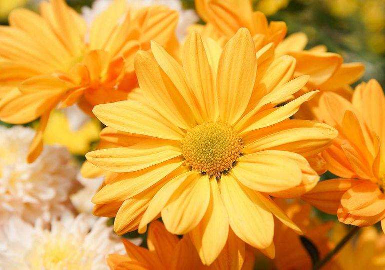 北京平谷菊花迎来丰收季