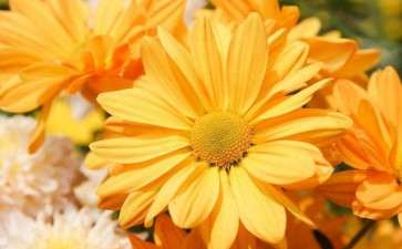 北京平谷菊花迎来丰收季