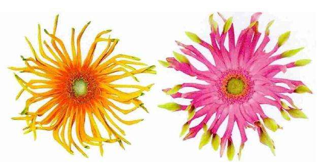 新品种后劲十足滇非洲菊将借力升级