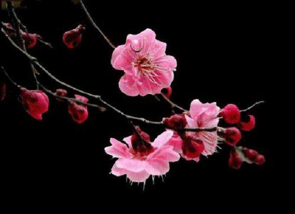 中国梅花蜡梅展览会明春花开南京