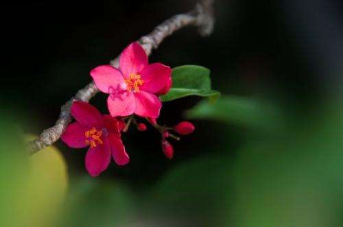首届三亚国际花卉旅游节将开幕