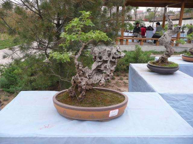 郑州举办中州盆景精品展