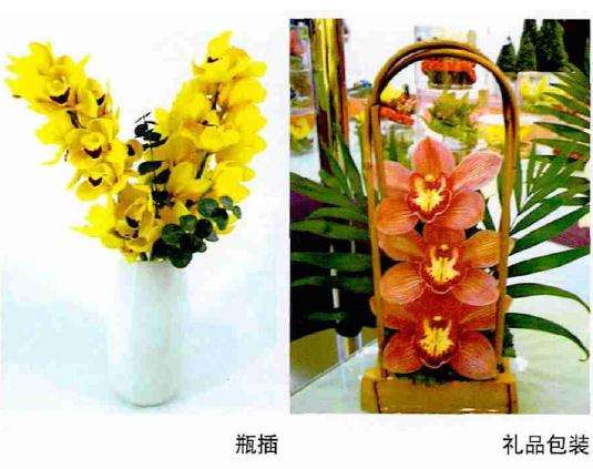 云南大花蕙兰切花批量上市