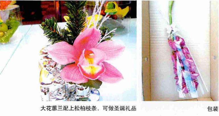 云南大花蕙兰切花批量上市