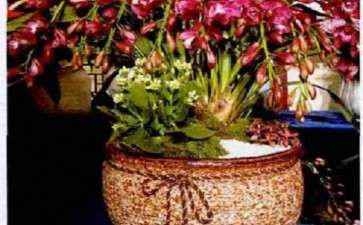 大花蕙兰订货交流暨产业发展峰会举办