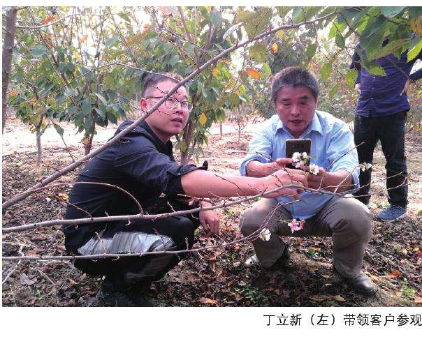 诸城丁立新是樱花行业的后起之秀
