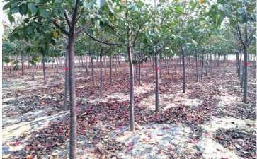 诸城丁立新是樱花行业的后起之秀