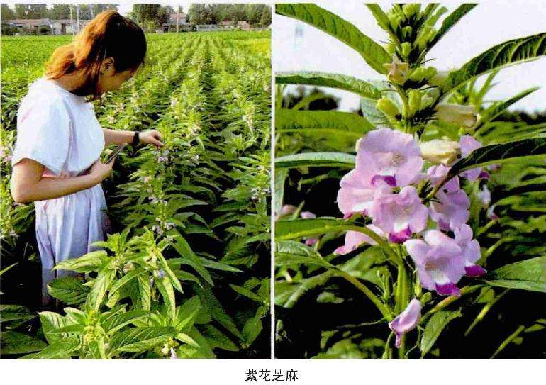 紫花芝麻怎么播种的方法