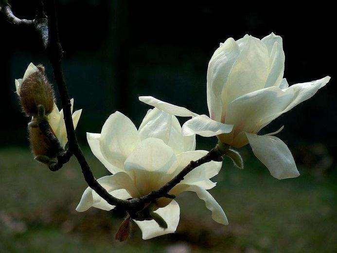 上海花卉产业需要怎么传承与发展