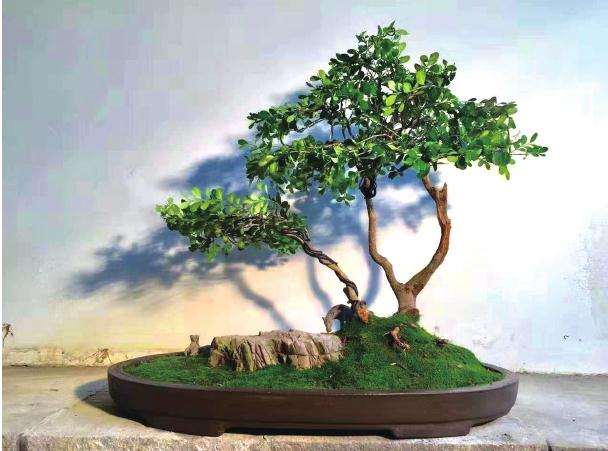 为什么盆景还没有真正进入寻常百姓家庭