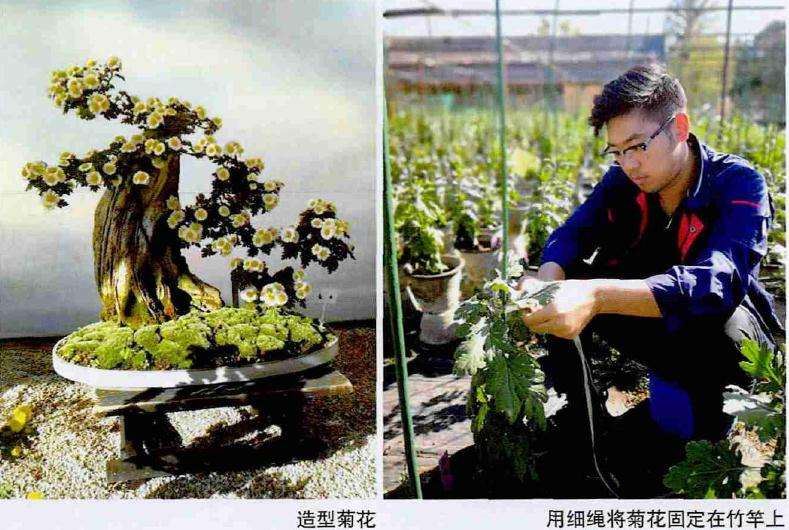 园艺菊花怎么修剪的2个方法