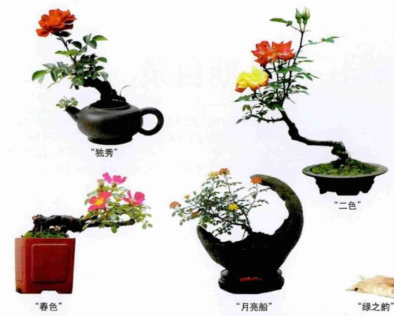 微型月季小品怎么造型养护的方法
