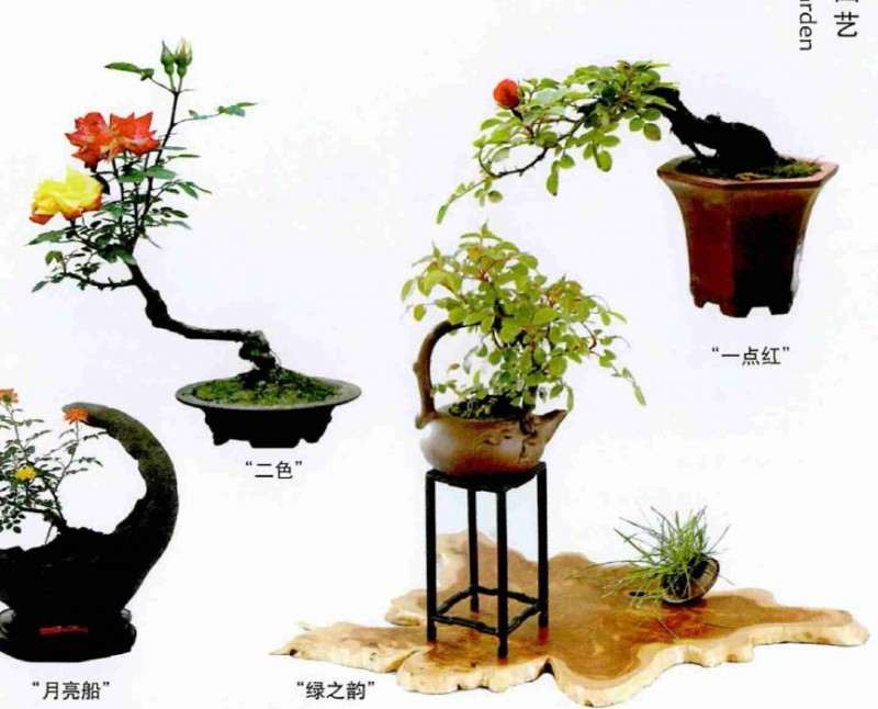 微型月季小品怎么造型养护的方法