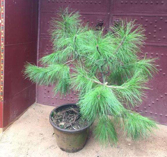 老爸养了10年的一颗马尾松下山桩