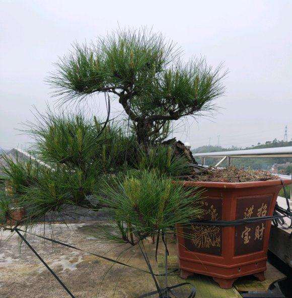 马尾松下山桩毛密 芽多