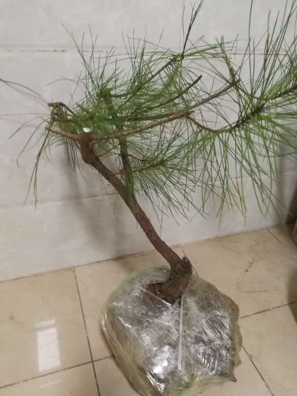 马尾下山桩松该如何造型啊