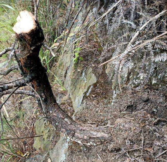 这两棵马尾松下山桩做盆景如何