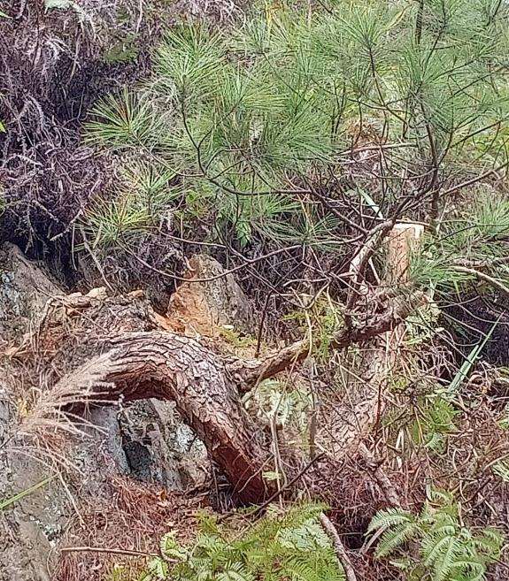 这两棵马尾松下山桩做盆景如何