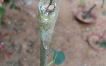 女贞下山桩嫁接迎春 图片